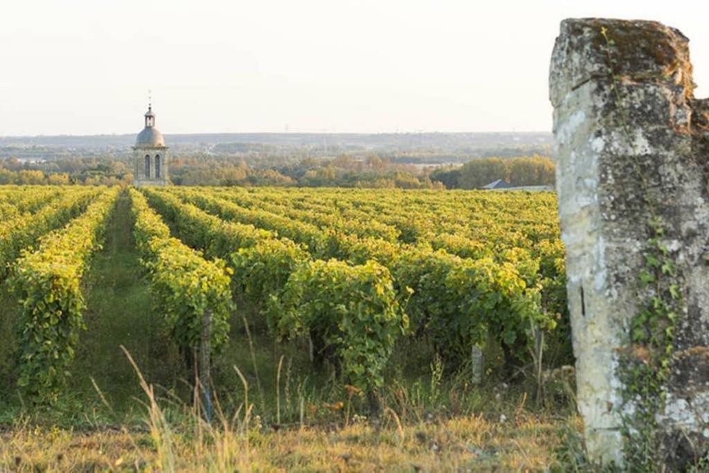 Studio Au Coeur Des Vignes Appartement Montlouis-sur-Loire Buitenkant foto